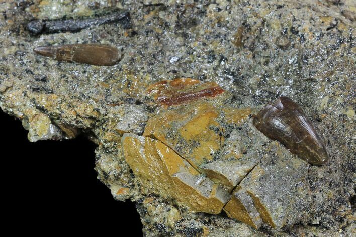 Two Crocodilian Teeth (Deinosuchus & Goniopholis) In Situ - Texas #97800